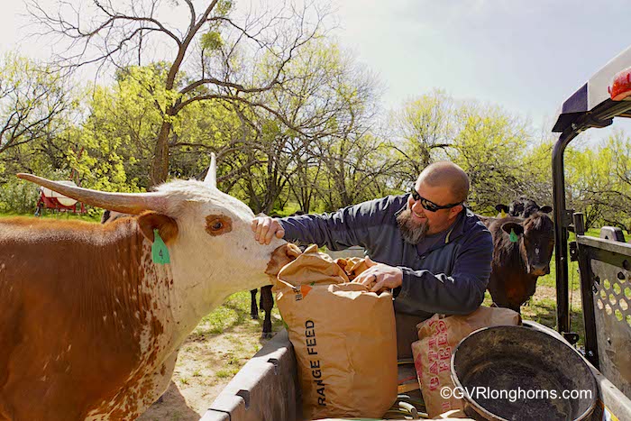 why-raise-texas-longhorn-cattle