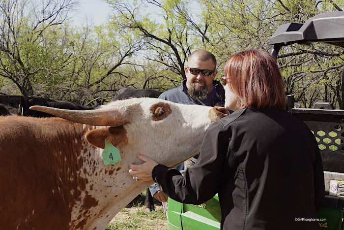 Raising Texas longhorn cattle