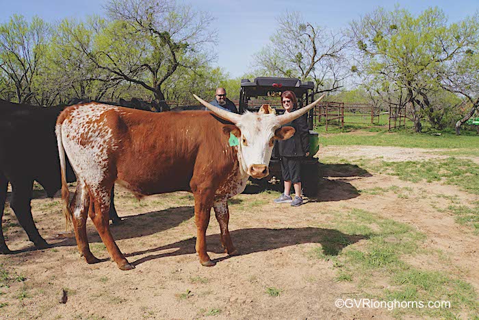 raising-texas-longhorn-cattle