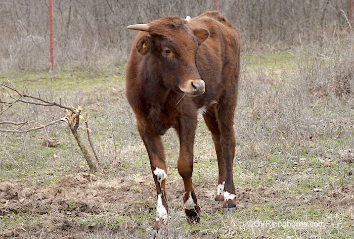 texas-longhorn-heifer