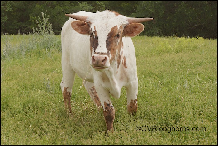 gvrlonghorn-heifer-for-sale