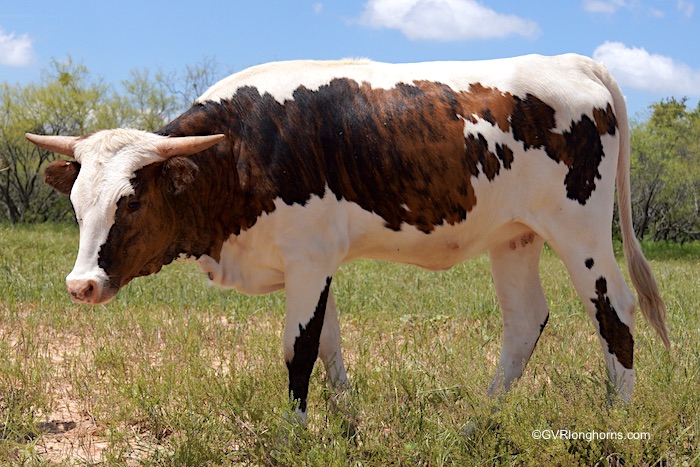 Rebel's Princess - Texas Longhorn heifer for sale