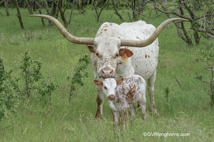 why-choose-texas-longhorn-cattle