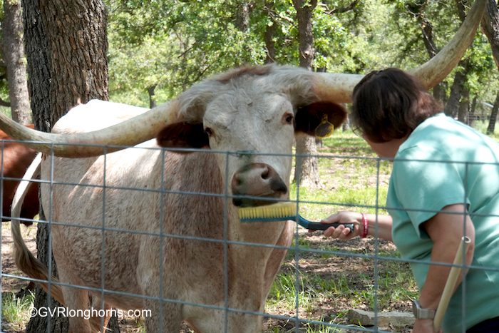 Why-longhorns