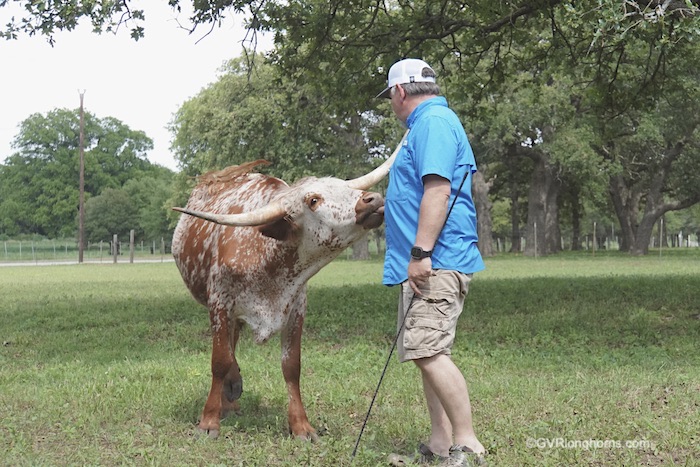 why-longhorns