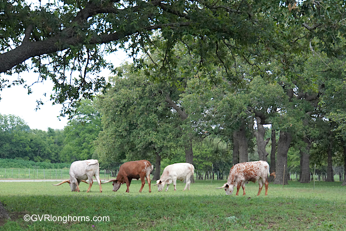 Texas-longhorn-cattle