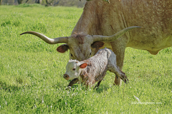 why-longhorns