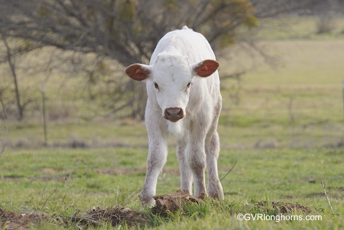 why-longhorns