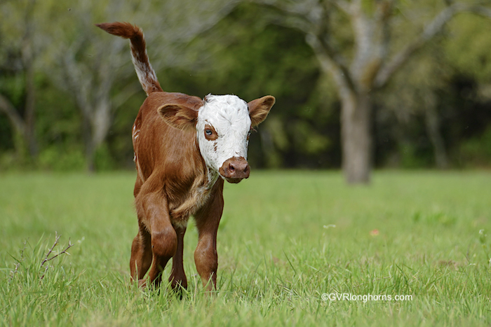 Texas-longhorn-steer