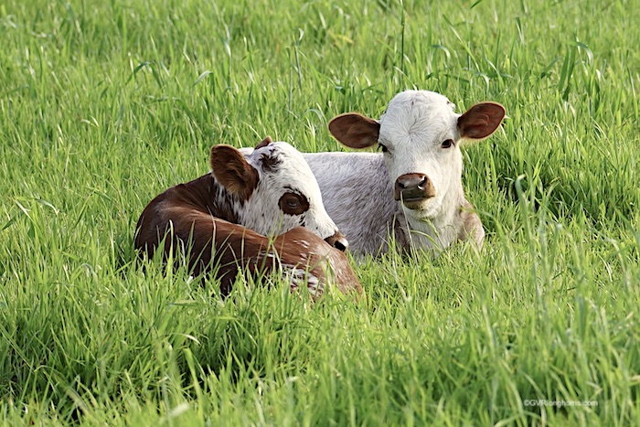 Texas-longhorn-steers