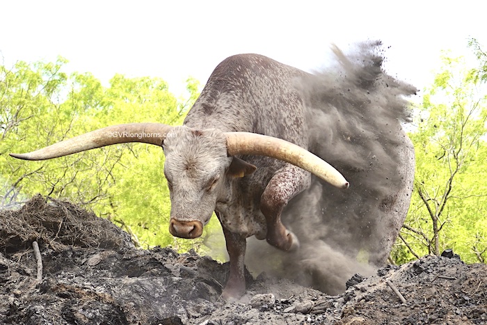 texas-longhorn-bull