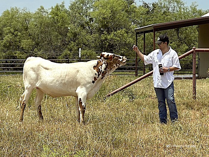 Swallow Feather - Texas Longhorn heifer for sale