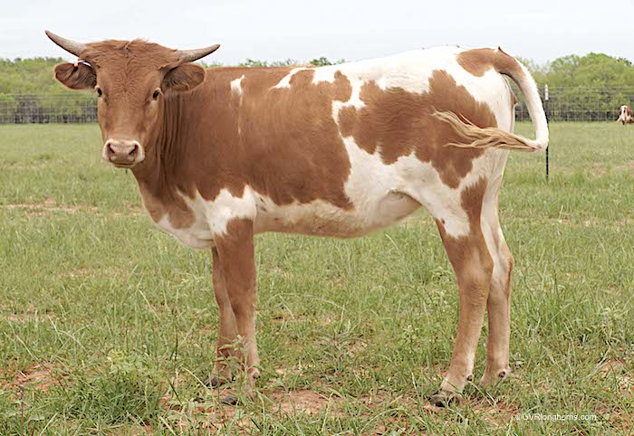 Texas Belle - Texas Longhorn heifer for sale