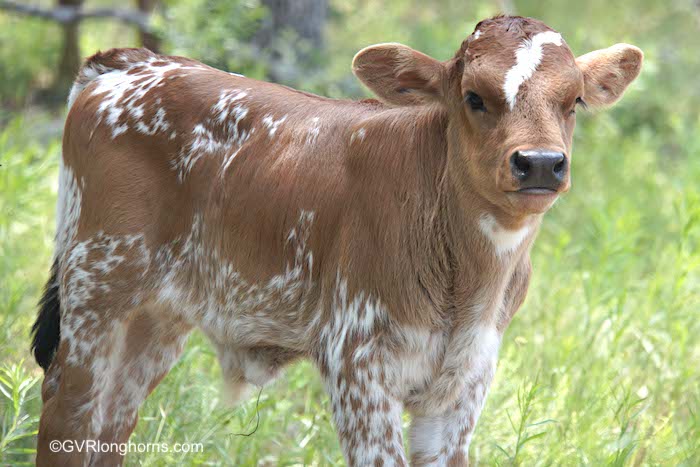 longhorn-calves-for-sale