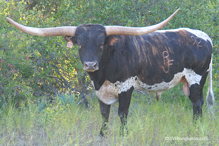 Texas-longhorn-bull