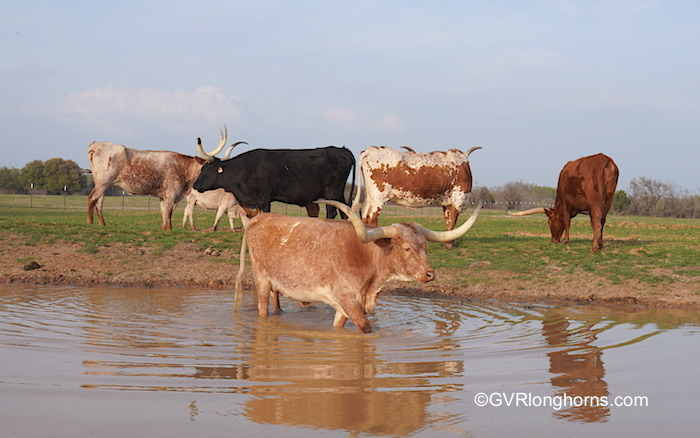 texas-longhirn-cow