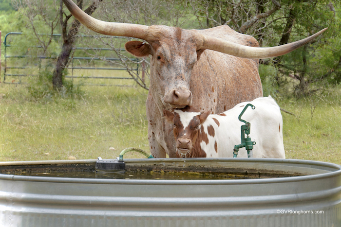 texas-longhorns-for-sale-in-texas