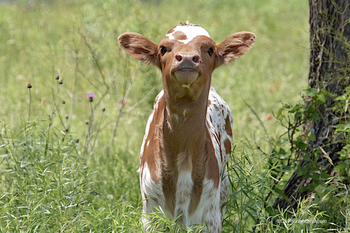 longhorn-calf-for sale
