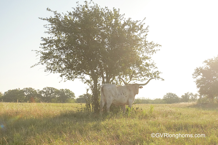 Longhorn cattle in shade of tree