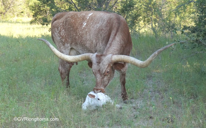 texas-longhorn-cow