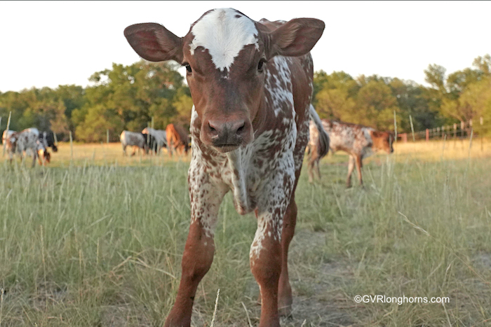 why-longhorns