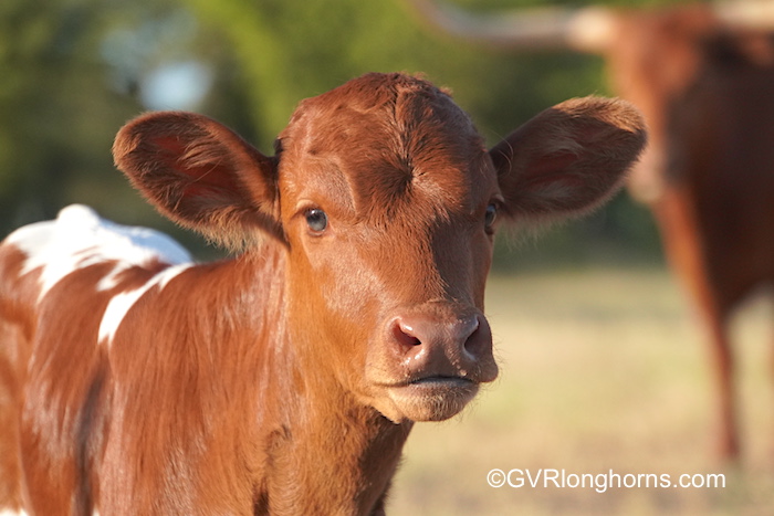 longhorn-calves-for-sale