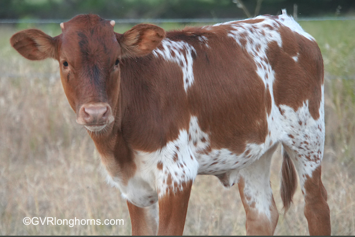 Texas-longhorn-calf-for-sale