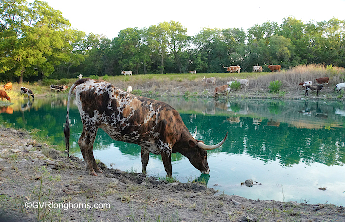 Texas-longhorn-cattle-in-texas