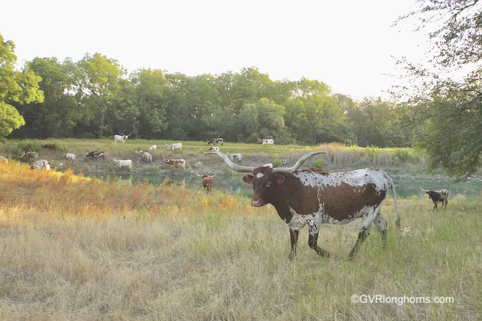 longhorn-cattle-in-texas-at-gvrlonghorns