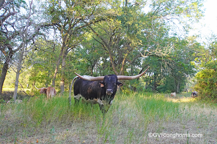 longhorn-bull-rjf-texas-rebel-at-gvrlonghorns