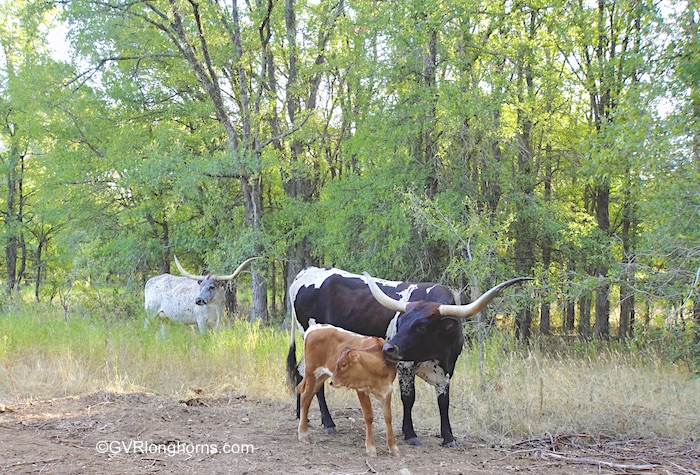 Several longhorn cattle in shade of trees