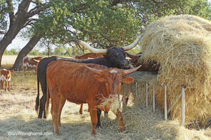 longhorn-horn-cattle-in-texas