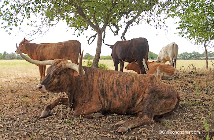 longhorn-cattle-for-sale-in-texas