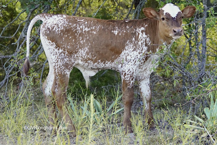longhorn-steer-for-sale