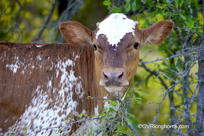 Texas-longhorn-calves-for-sale