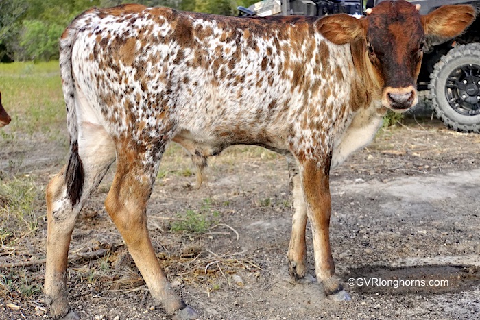 longhorn-steer-for-sale