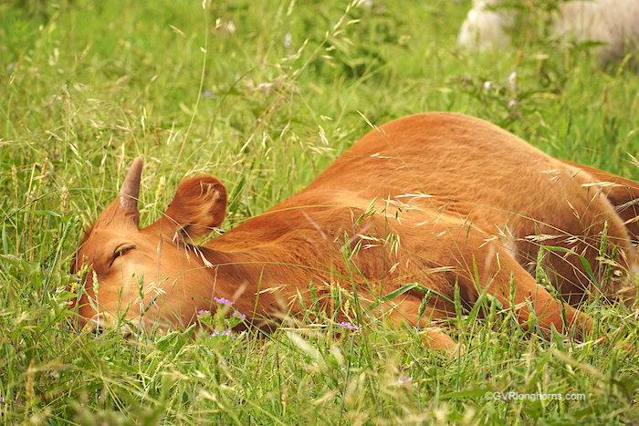 konghorn-heifer-calf-foor-sale