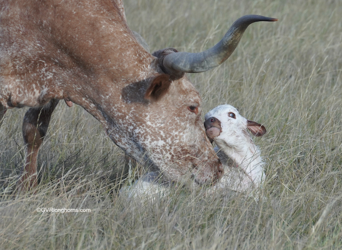 Texas-longhorn-calf