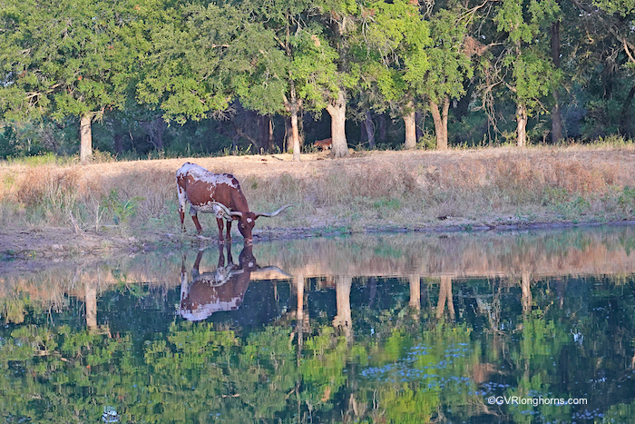 texas-longhorn-cow
