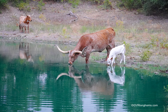 Longhorn and calf drinking water