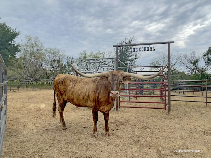 longhorn-cow-for-sale