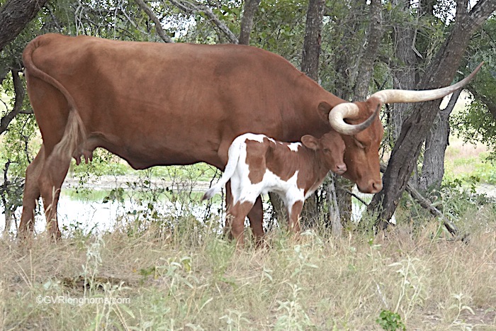 longhorn-cow