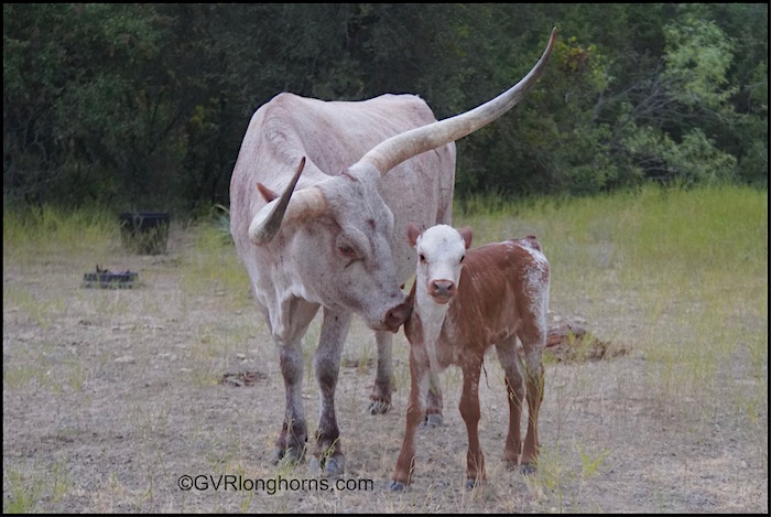 Desert Moon - Texas Longhorn cow for sale