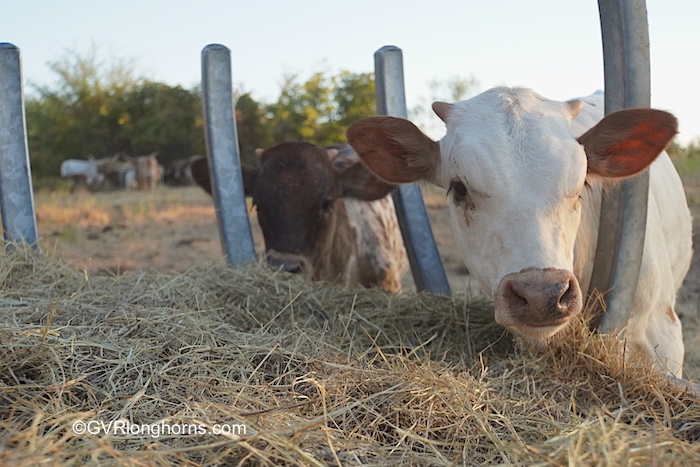 longhorn-calves-eating-hay