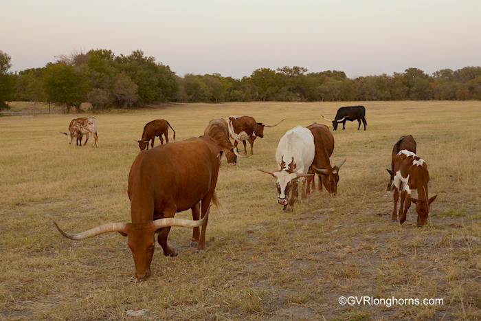 Texas-longhorn-cattle-and-forage