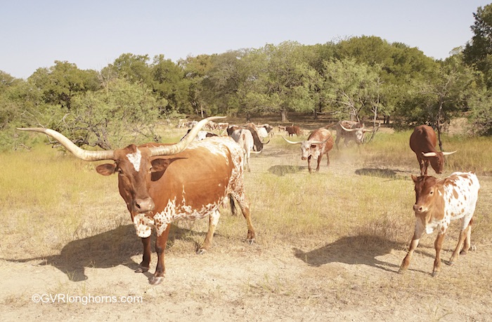 no-forage-for-texas-longhorns