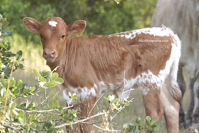 longhorn-heifer-calf-for-sale