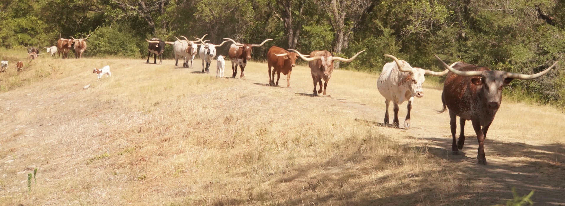 longhorn-cattle