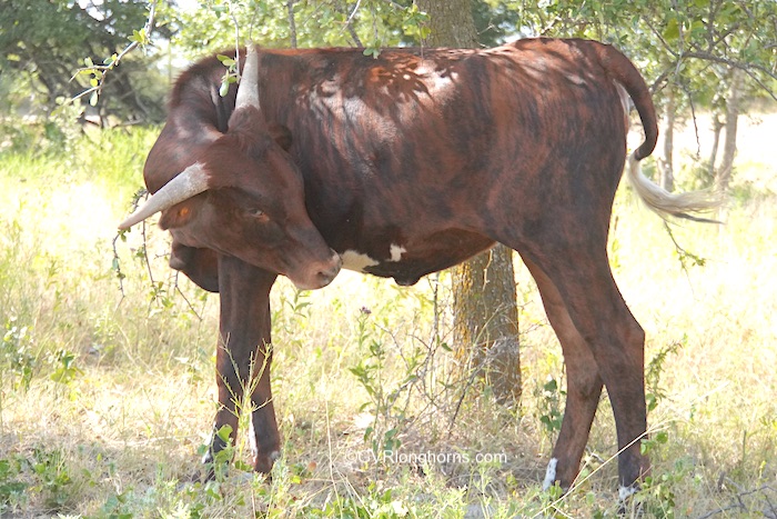 Bobbysocks - Texas Longhorn heifer for sale
