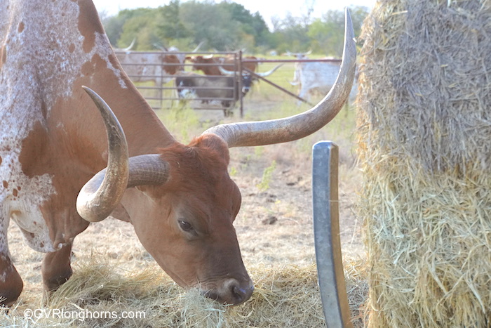 forage-for-texas-longhorn-cattle